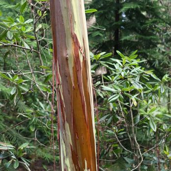 Kona Cloud Forest Sanctuary - Walking Tours Near Me - Kailua-Kona, Hawaii