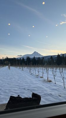 Grateful Vineyard by null