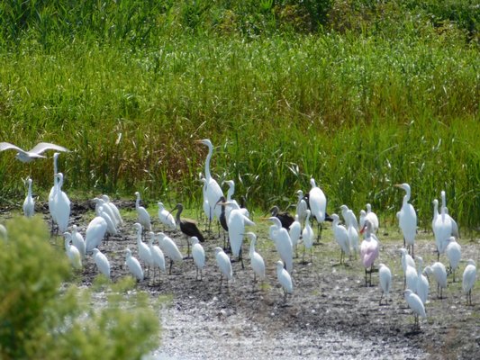 Bombay Hook National Wildlife Refuge by null