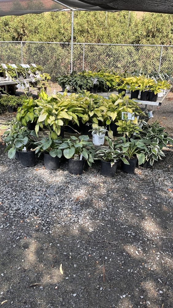 ABRAHAMSON NURSERIES Updated August 2024 2100 Tower Dr W