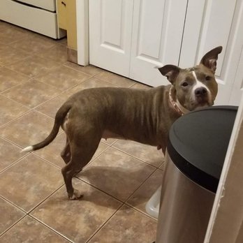 Sunny's Way Pet Services - Pet Sitting Near Me Sunny's Way Pet Services - Pet Sitting Near Me