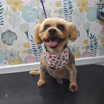 Peaceful Pups Mobile Grooming - Pet Groomers Near Me Peaceful Pups Mobile Grooming - Pet Groomers Near Me