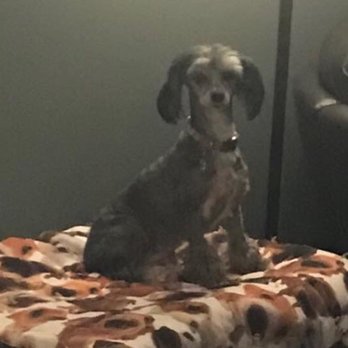 Tail Twisters Dog Spaw - Pet Groomers Near Me - Columbus, Indiana Tail Twisters Dog Spaw - Pet Groomers Near Me - Columbus, Indiana