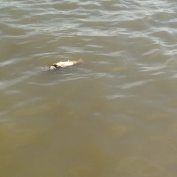 Harrah's Metropolis - A Caesars Rewards Destination - One of thousands of dead fish floating down the river! - Casinos Near Me - Metropolis, Illinois Harrah's Metropolis - A Caesars Rewards Destination - One of thousands of dead fish floating down the river! - Casinos Near Me - Metropolis, Illinois