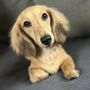 Photo of Clean Bites Pet Services
