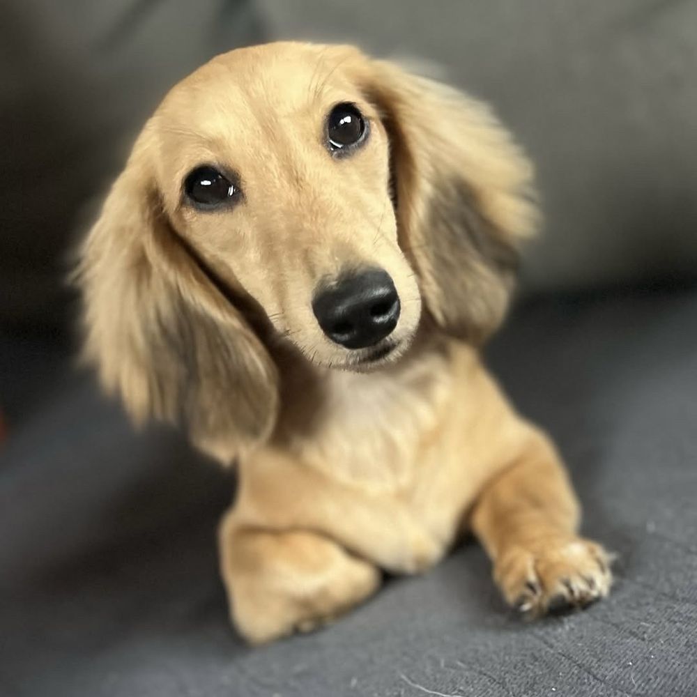 Clean Bites Pet Services Image
