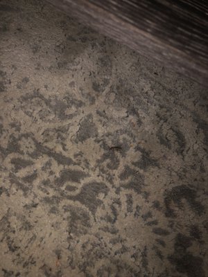 Beacon Properties by null