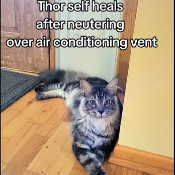 All Pets Animal Hospital - Thor just neutered decided to sit over the air conditioning vent and self-heal. We are so thankful to have Dr. Ricklefs as our vet! - Veterinarians Near Me - Ames, Iowa All Pets Animal Hospital - Thor just neutered decided to sit over the air conditioning vent and self-heal. We are so thankful to have Dr. Ricklefs as our vet! - Veterinarians Near Me - Ames, Iowa