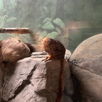 Como Park Zoo and Conservatory - Zoos Near Me - Saint Paul, Minnesota Como Park Zoo and Conservatory - Zoos Near Me - Saint Paul, Minnesota