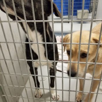 Idaho Humane Society - Puppies awaiting adoption - Animal Shelters Near Me - Boise, Idaho
