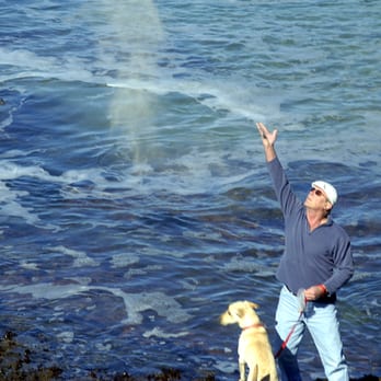 Beachcomber Motel - Giving Sandy Back - Hotels Near Me - Fort Bragg, California