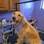 Photo of The Velvet Paw Spa & Boutique