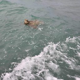 Turtle Turtle