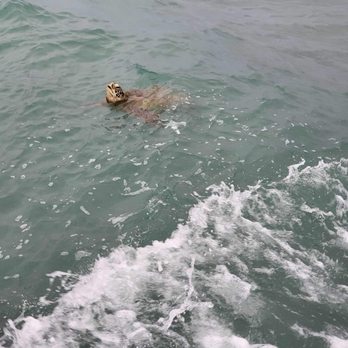 Turtles and You - Turtle - Boat Tours Near Me - Honolulu, Hawaii Turtles and You - Turtle - Boat Tours Near Me - Honolulu, Hawaii