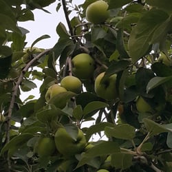 Sarı Kardeşlerin Yeri - Dalından, tazecik, organik elma! Yummyy