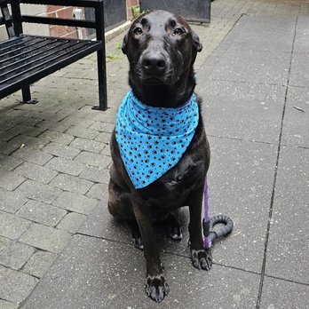 Snip N' Clip Dog Grooming - RYLEE She's SOOO HAPPY to be nice & clean. - Pet Groomers Near Me - Secaucus, New Jersey Snip N' Clip Dog Grooming - RYLEE She's SOOO HAPPY to be nice & clean. - Pet Groomers Near Me - Secaucus, New Jersey