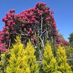 Whitney Gardens and Nursery