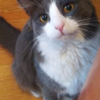 Tracy the Cat Whisperer - This is Duo. - Pet Sitting Near Me Tracy the Cat Whisperer - This is Duo. - Pet Sitting Near Me