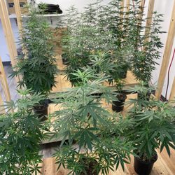 Cannabis Innovations - Super cool and friendly.. come visit