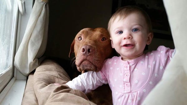 Lawndale Pet Hospital by null