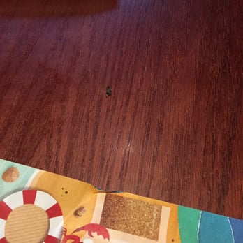 Red Lobster - Nasty cockroach! - Seafood Near Me - Ocala, Florida Red Lobster - Nasty cockroach! - Seafood Near Me - Ocala, Florida