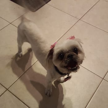 Lorrie's Paw Spa - Nala was vey happy with her do - Pet Groomers Near Me - Rancho Cucamonga, California Lorrie's Paw Spa - Nala was vey happy with her do - Pet Groomers Near Me - Rancho Cucamonga, California