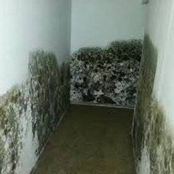 Servpro - Mold, we can get that taken care of.