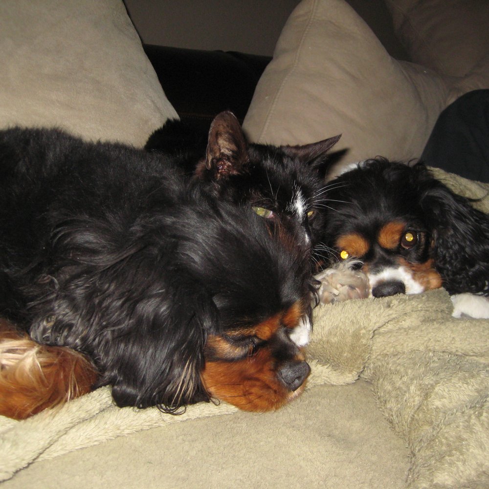 TLC Pet Sitting - Our kids - Dog Walkers Near Me TLC Pet Sitting - Our kids - Dog Walkers Near Me