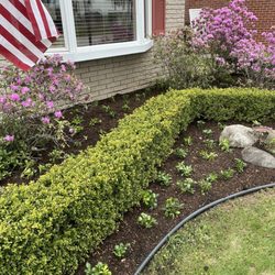 New Image Lawn and Landscape - Added some much needed Pachysandra that was taken by blight a few years ago.