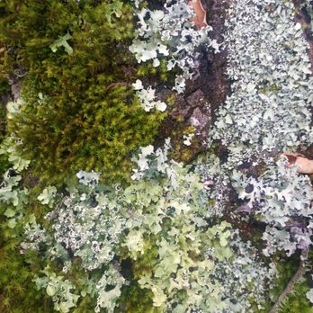 Montana de Oro State Park - Lichens and moss - Parks Near Me - Los Osos, California