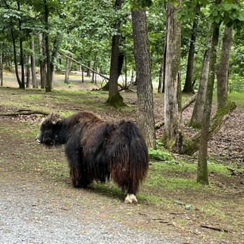Virginia Safari Park - Musk ox - Zoos Near Me - Natural Bridge, Virginia Virginia Safari Park - Musk ox - Zoos Near Me - Natural Bridge, Virginia