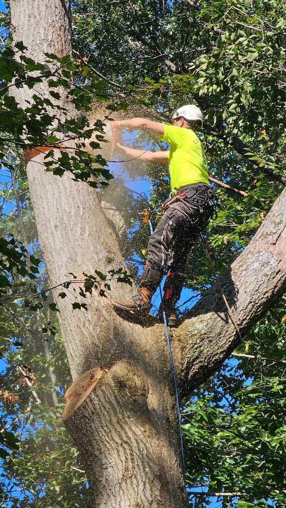 Centurion Tree Experts - tree service in Glen Arm, MD