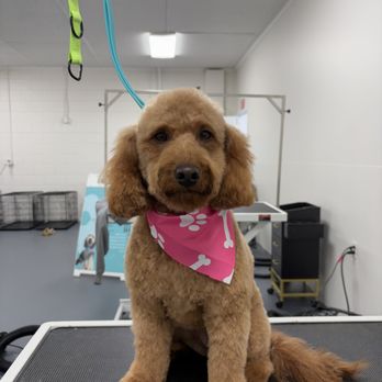 The Luxe Paw - Doodle - Pet Groomers Near Me - Locust, North Carolina