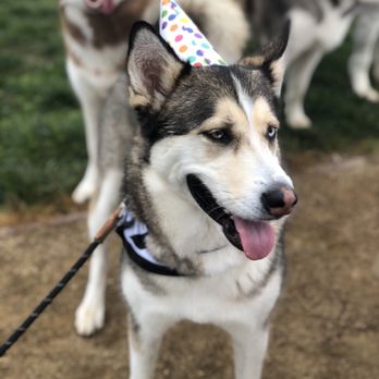 Orange Dog Park - Dog Parks Near Me - Orange, California