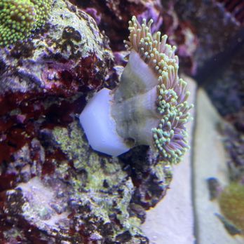 Cheezy Corals - Aquarium Services Near Me - New Albany, Indiana