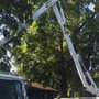 Photo of Arbor Pro Tree Service
