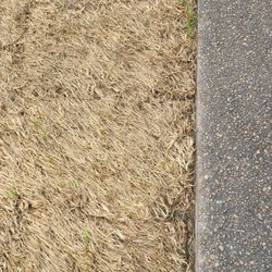 One week and watering day and night grass is still horrible.