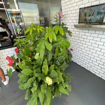 Ixlb Dim Sum Eats - A thriving and happy money tree for a delightful, prosperous business! - Dim Sum Near Me - Los Angeles, California Ixlb Dim Sum Eats - A thriving and happy money tree for a delightful, prosperous business! - Dim Sum Near Me - Los Angeles, California
