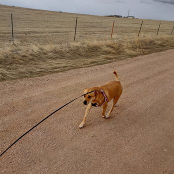 Skyward Ranch - Walking in the wind - House Sitters Near Me - Hillsdale, Wyoming