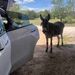 chickenbach - Blossom the free range nice donkey