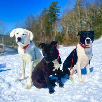 Kiwi’s Dog Training Academy - Pet Training Near Me - Worcester, Massachusetts Kiwi’s Dog Training Academy - Pet Training Near Me - Worcester, Massachusetts