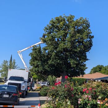 Easy Stumps Tree Services - Tree Services Near Me - Folsom, California Easy Stumps Tree Services - Tree Services Near Me - Folsom, California
