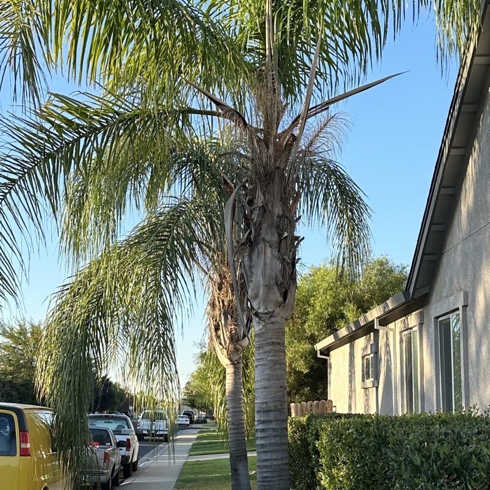 American Tree Service - Queen palms before pruning - Tree Services Near Me