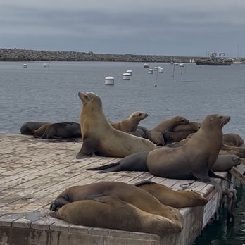 Glass Bottom Boat - California Sea Lions - Boating Near Me - Redondo Beach, California