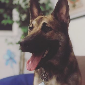 Karma Dog Training - undefined - Pet Training Near Me - Miami, Florida