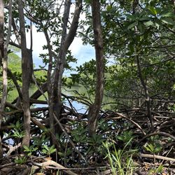 Oleta River State Park - Oleta trail