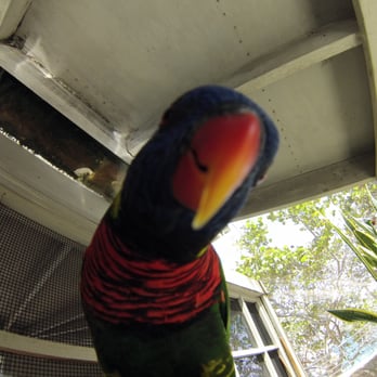 Coral World Ocean Park - Love the lorikeets @coralworldvi - Aquariums Near Me - St Thomas, Virgin Islands Coral World Ocean Park - Love the lorikeets @coralworldvi - Aquariums Near Me - St Thomas, Virgin Islands