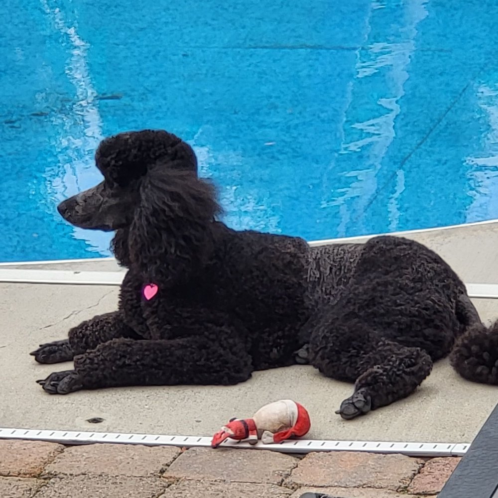 This is Oakley she's a Standard Poodle! This is Oakley she's a Standard Poodle!
