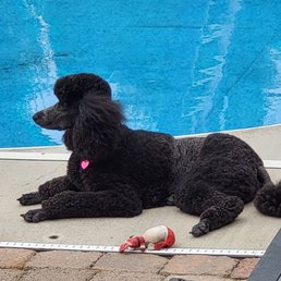 This is Oakley she's a Standard Poodle!