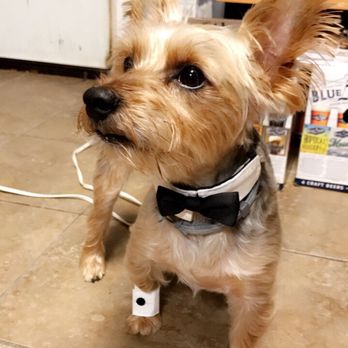 Puppy Boutique - Bday - Pet Stores Near Me - Brooklyn, New York Puppy Boutique - Bday - Pet Stores Near Me - Brooklyn, New York